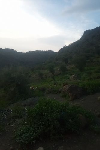 بيع
