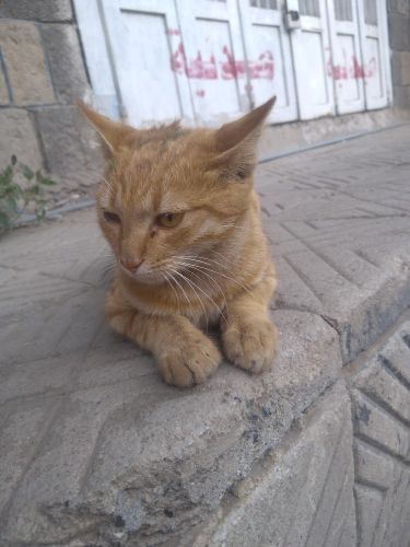 قطة