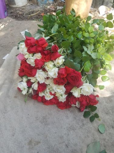 ورد جوري طبيعي