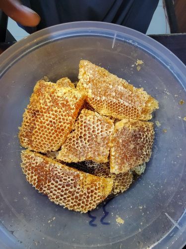 عسل سدر ملكي اقراص