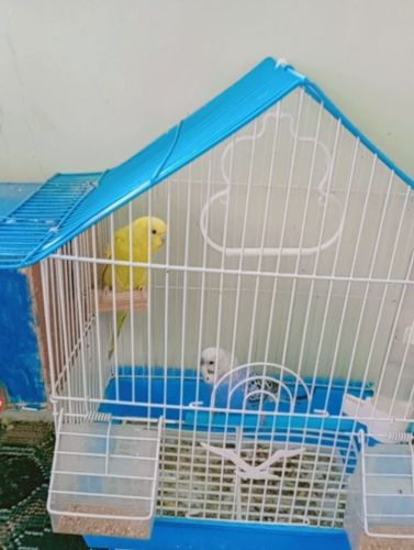 علي