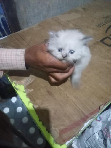 قطط لبيع في اب المشنه