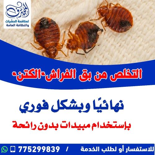 لا مجال للكتن"بق الفراش"