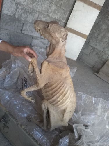 مومياء