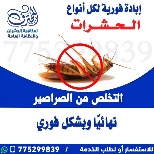 لا مجال للصراصير