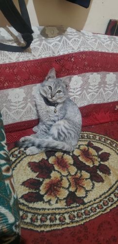 ذكر للبيع