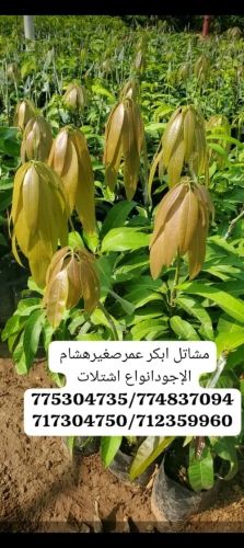 شتلات منجوه تيمور بذري تيمور مطعم