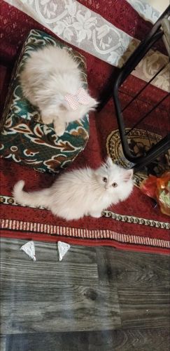 حيوانات للبيع