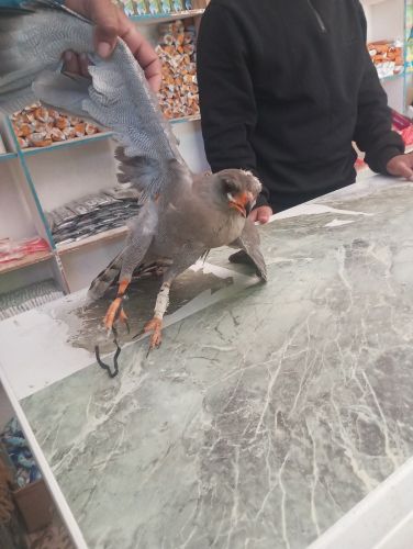 صقر