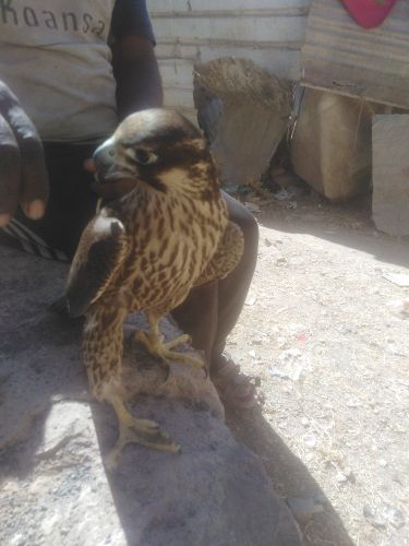 صقر الشاهين الجبلي