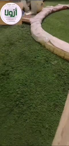 نبات علف الازولا