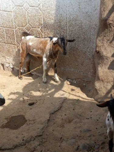كباش وتيوس