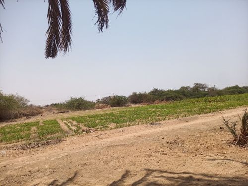 للبيع ارض اربعه فدان صالحه للزراع
