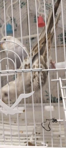 اثنين كناري انثى مع القفص بسعر