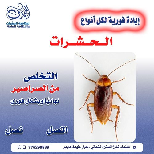 المحترف لمكافحة الحشرات في صنعاء