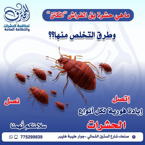 ماهي بق الفراش الكتن والتخلص منها