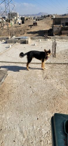كلب جرمن ثلاثة أشهر ونص عظم عريض