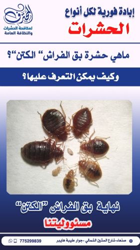 كيف يتم التخلص من الكتن بق الفراش