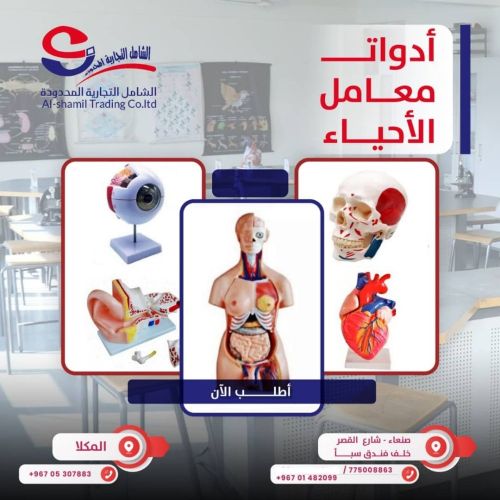 مجسمات ودميات تعليمية وتشريحية