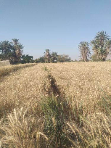 بر حضرموت3