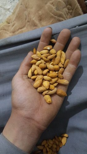 لوز بلدي