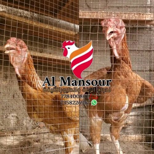 دجاج كويتي