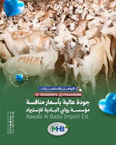 كباش وتيوس للعيد