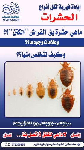 حشرة الكتن وطرق التخلص منها صنعاء