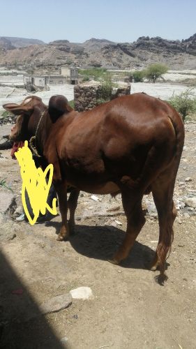 ابقار