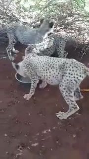 للبيع