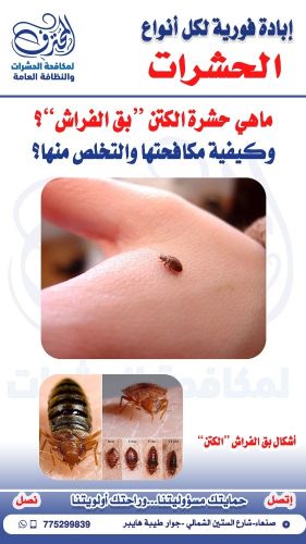 مكافحة الكتن في صنعاء