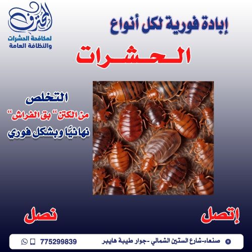 مكافحة الكتن بق الفراش في صنعاء
