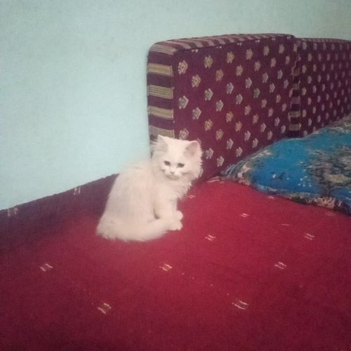 قطه