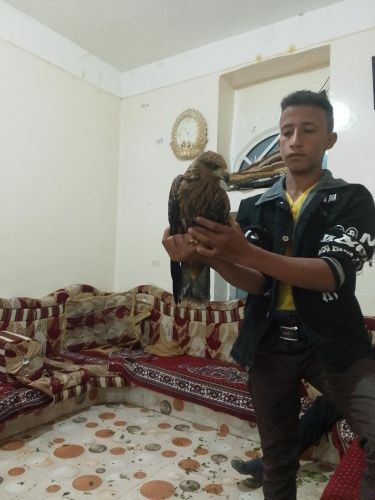 صقر ذكر