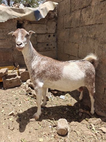 غنمه حبلى للبيع