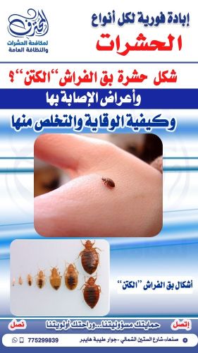 شكل حشرة بق الفراش"الكتن"