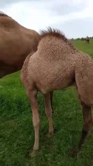 حمزه علي كديمه لبيع المواشي