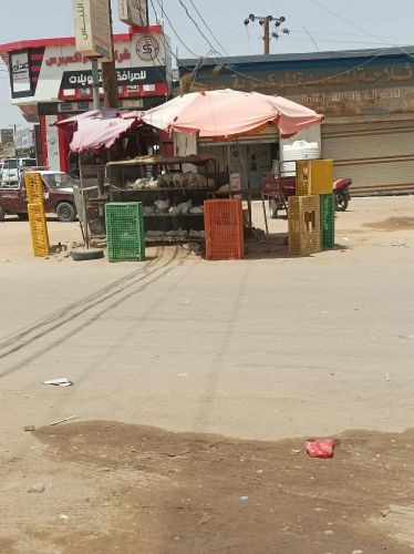دجاج