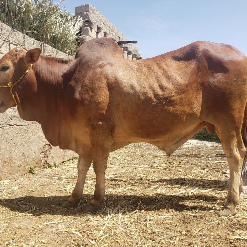 حمزه علي كديمه لبيع جميع المواشي