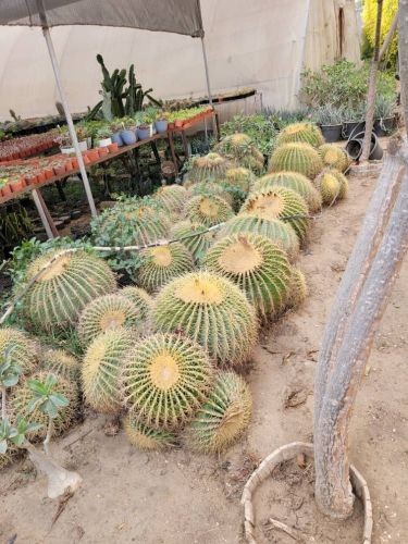 النباتات العصاريه علجات الشاعر