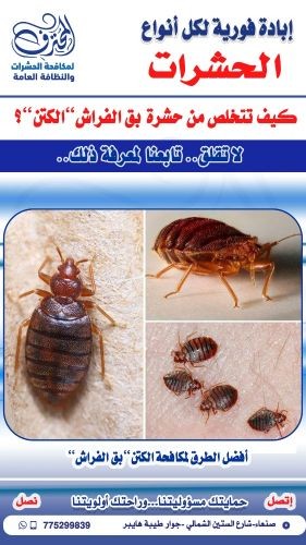 ماذا تعرف عن حشرة الكتن بق الفراش
