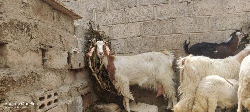 ماعز هندي للبيع عررطه لن تتكرر
