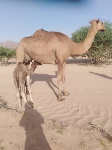 حمزه علي كديمه لبيع المواشي