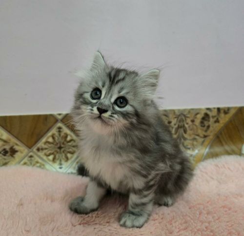 قطط صغيره ـ صلاتي ع النبي