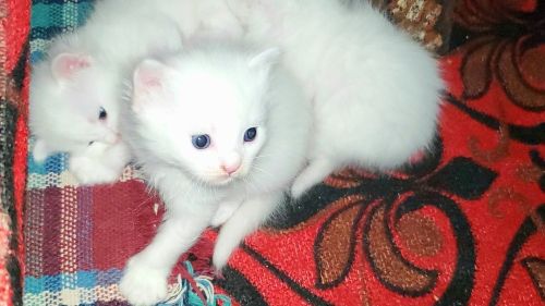قطه انثئ نوع شيرازي اصلي