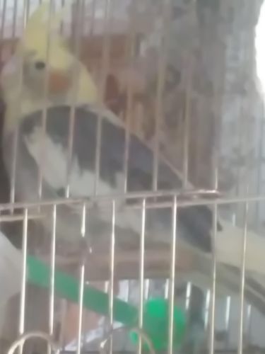 كوكتيل حلو  ومنتج ابا