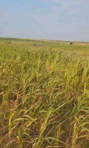 مزرعه للبيع 61 معاذ