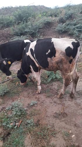 عجل  جاموس  هولندي اصل