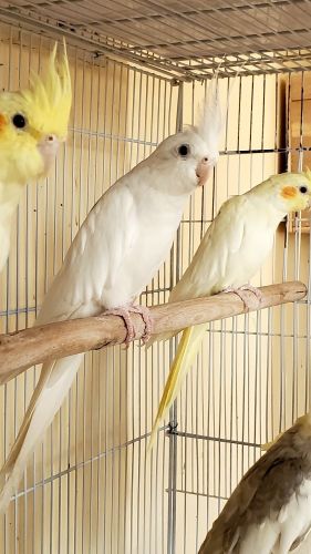 كوكتيلات جاهزة ازواج وفوارد