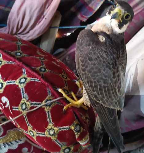 صقر شاهين للبيع حر عربي بحري